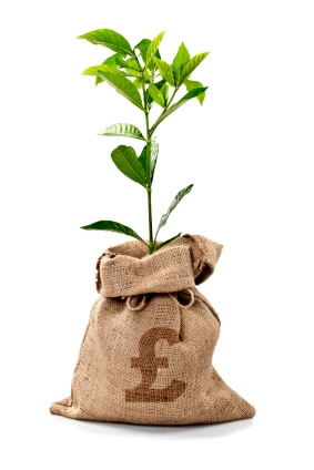 money-tree